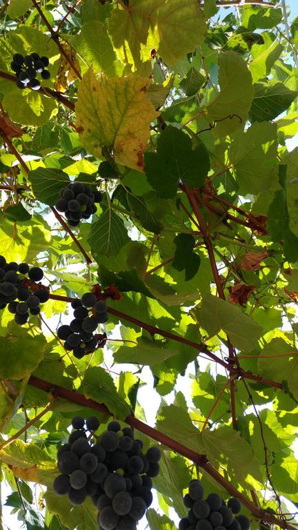 Agriturismo Il Marchese Aquara Dış mekan fotoğraf